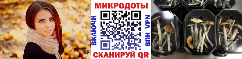 где купить наркоту  Александровское  Псилоцибиновые грибы Psilocybe 